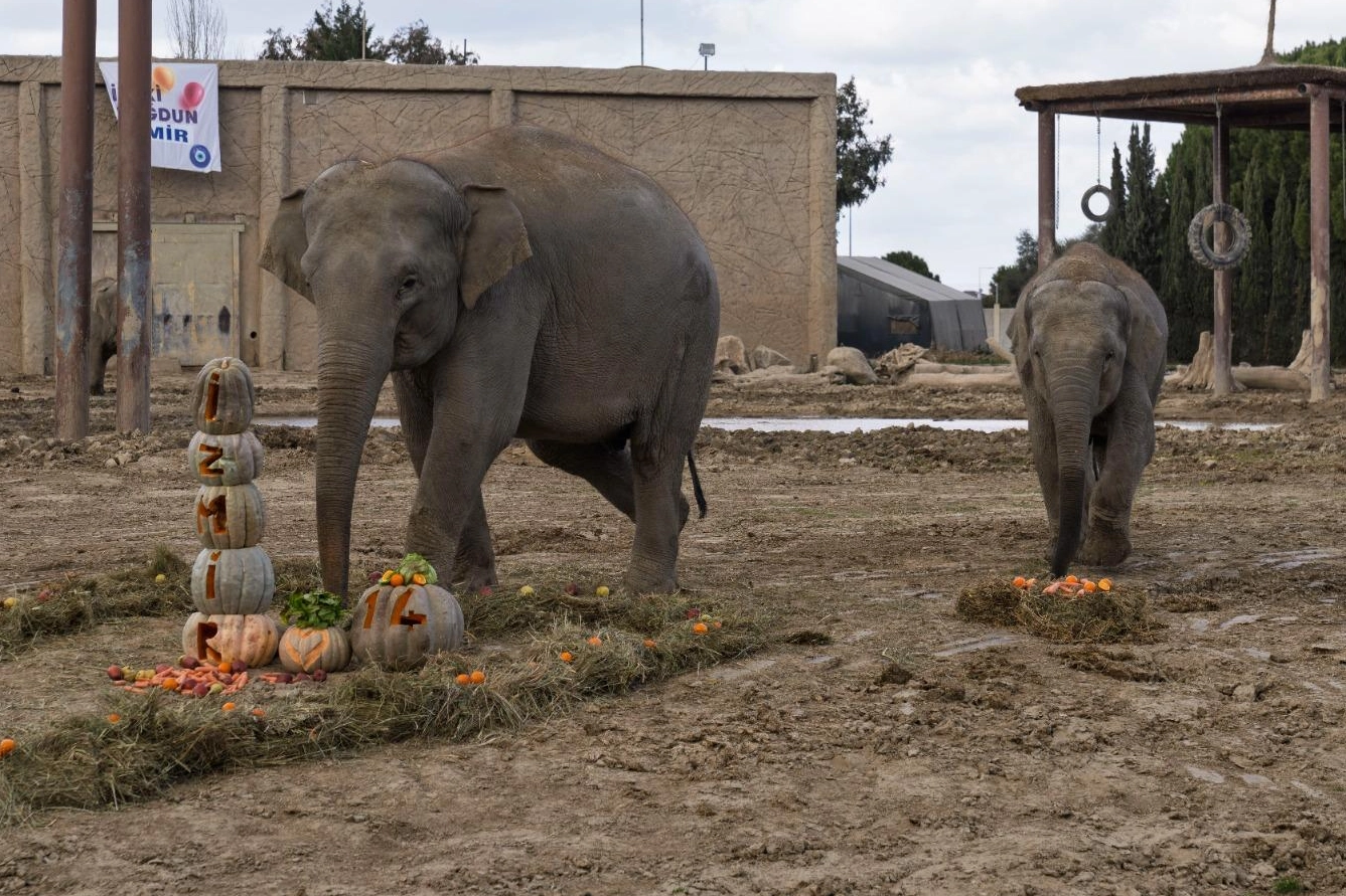 Türkiye’de doğan ilk fil İzmir 14 yaşında... 'Fil'e bal kabaklı yaş günü!