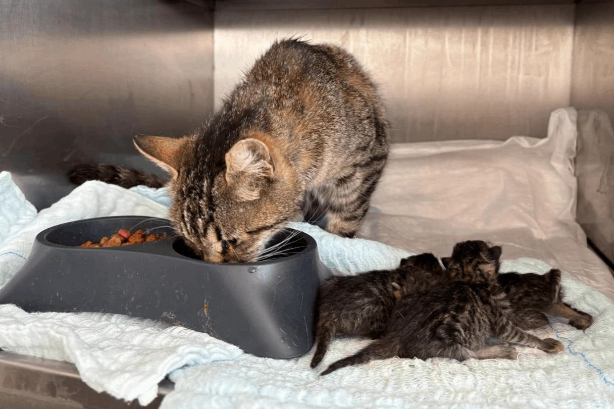 Balıkesir Büyükşehir’in hızlı müdahalesi hayat kurtardı