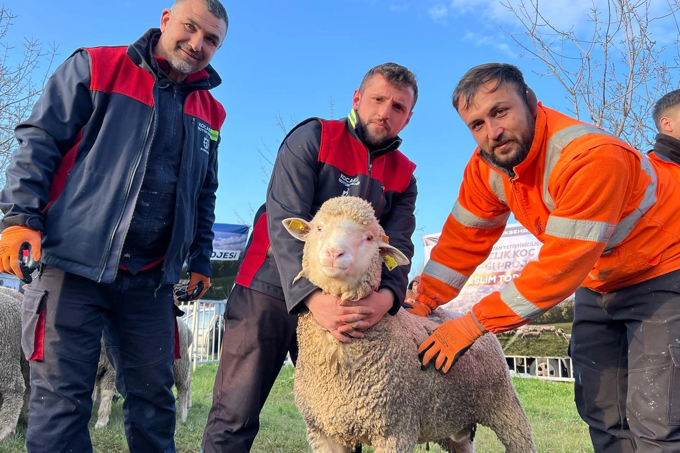 Kocaeli Büyükşehir’den üreticilere damızlık koç desteği