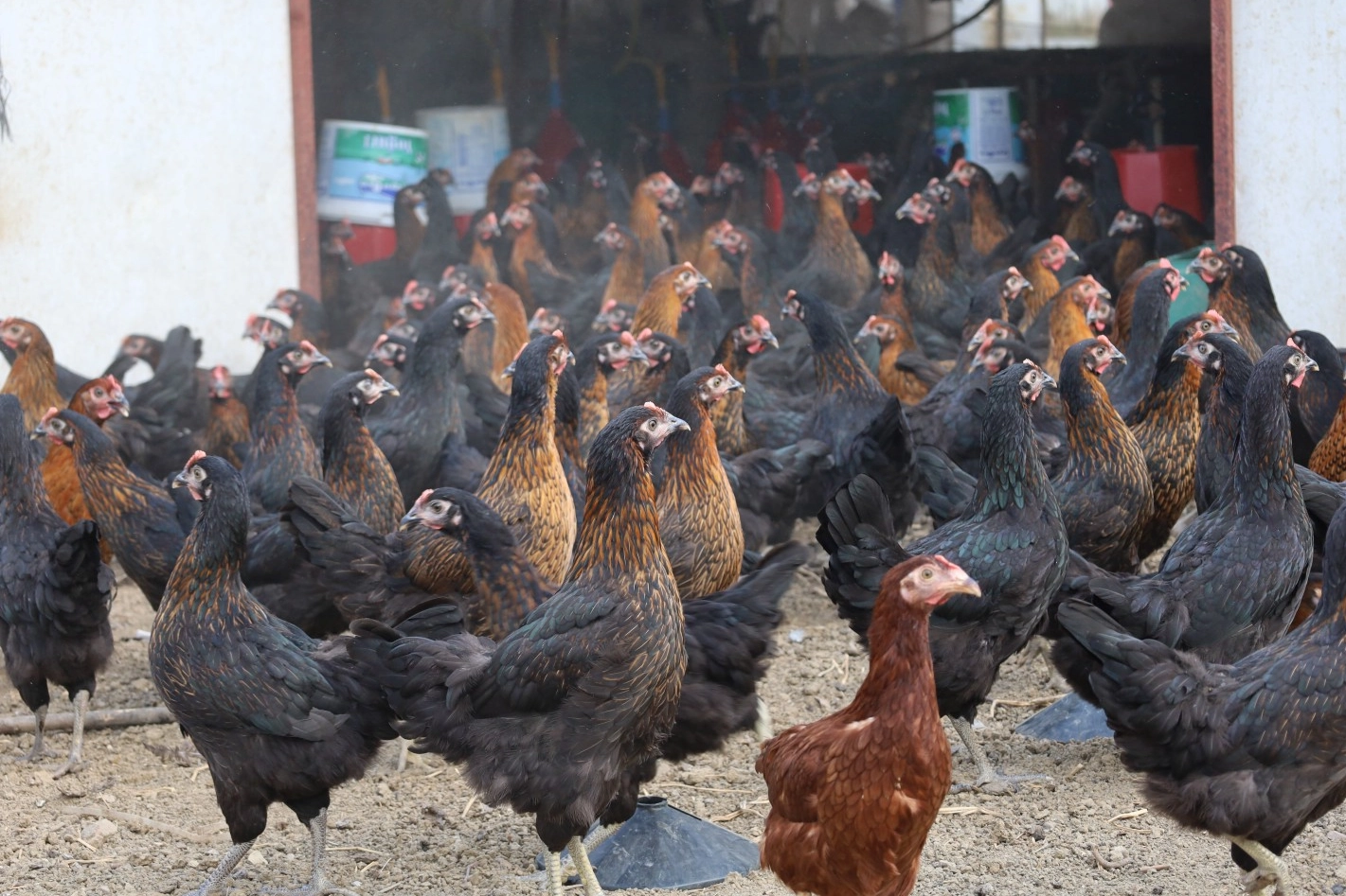 Kocaeli’de tavukçuluğa büyük destek: 16 bin tavuk üreticiyle buluştu