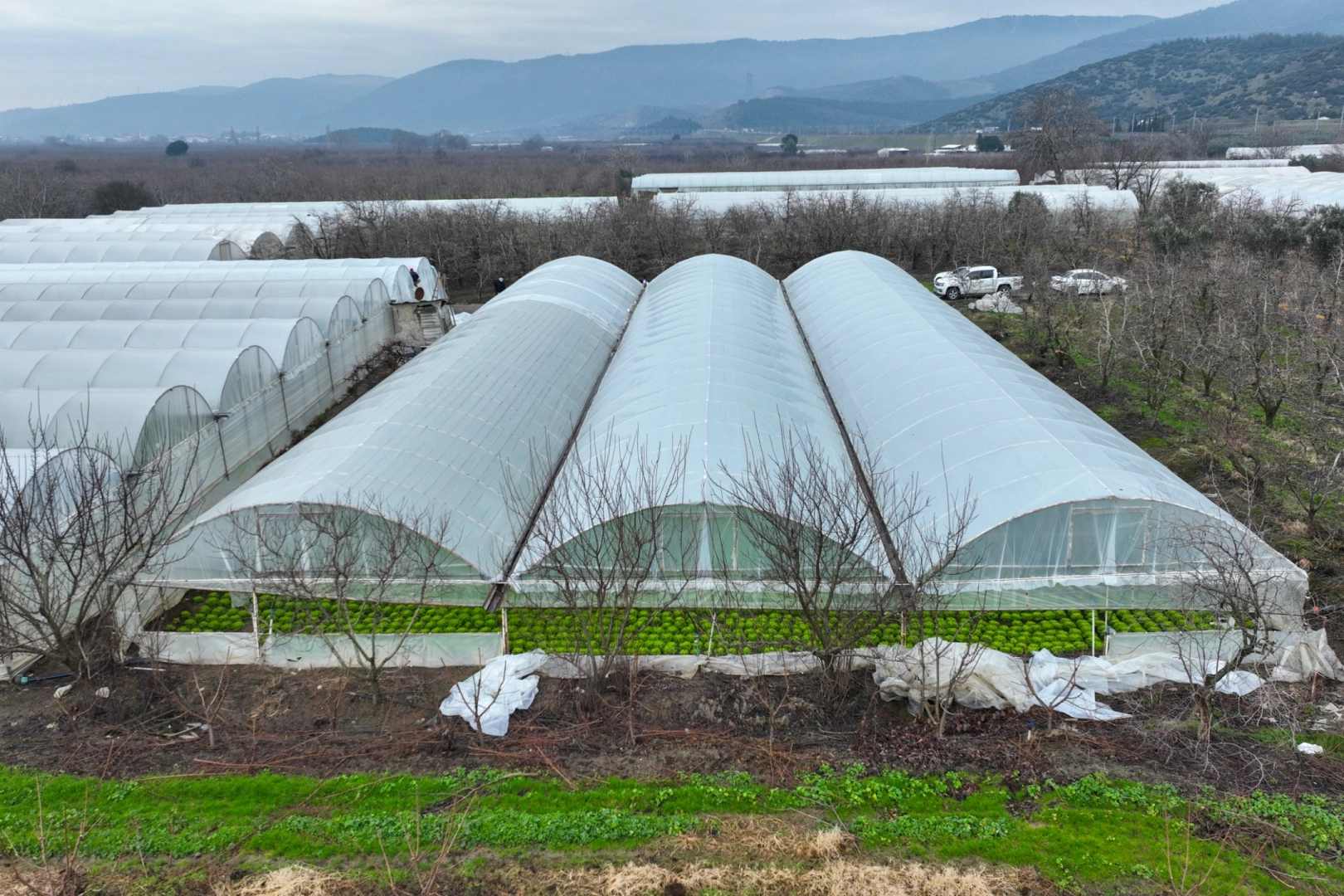 Bursa'da lodoszede seralara Büyükşehir desteği