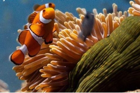 Okyanusların sesi Elhamra Sahnesi’nde